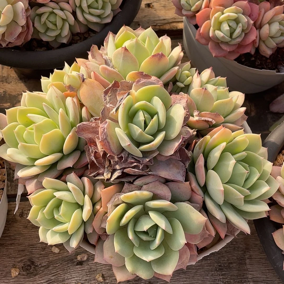 多肉植物一物一拍