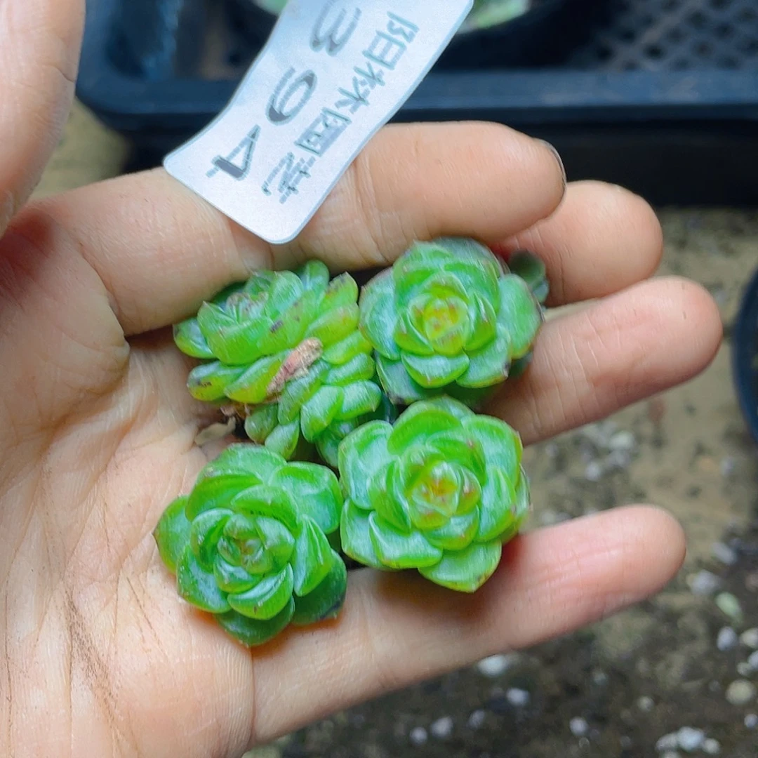 多肉植物多肉植物394
