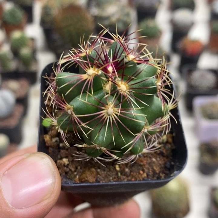 实生大统领特价福利