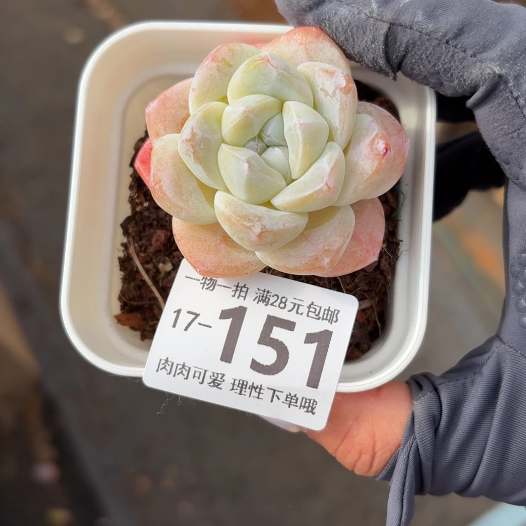 冰玉无盆土发货无