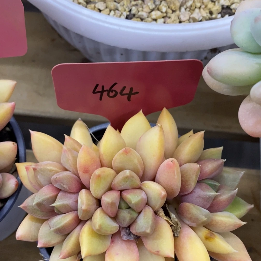 开心多肉，首播第一场，欢迎