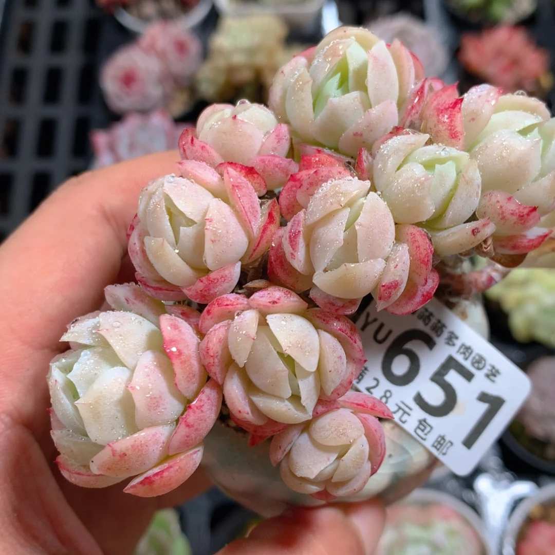 5CM拇指盆精控多肉YU651