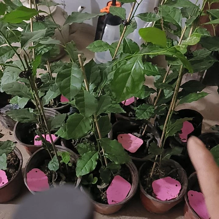 无花朵龙游48.8金弹子嫁接