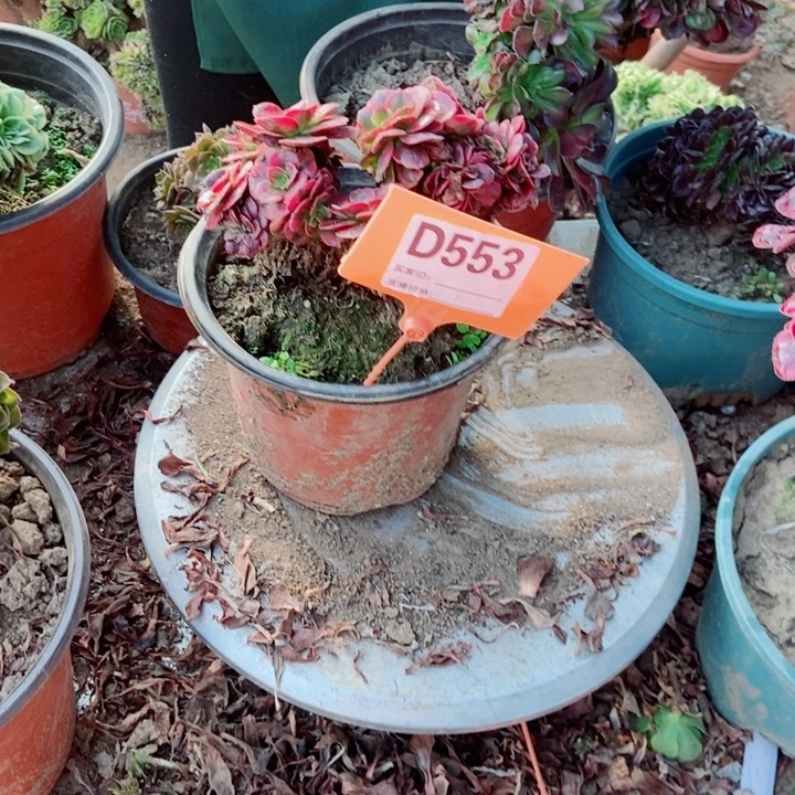 欣***荣D553美杜莎老老庄老浴缸