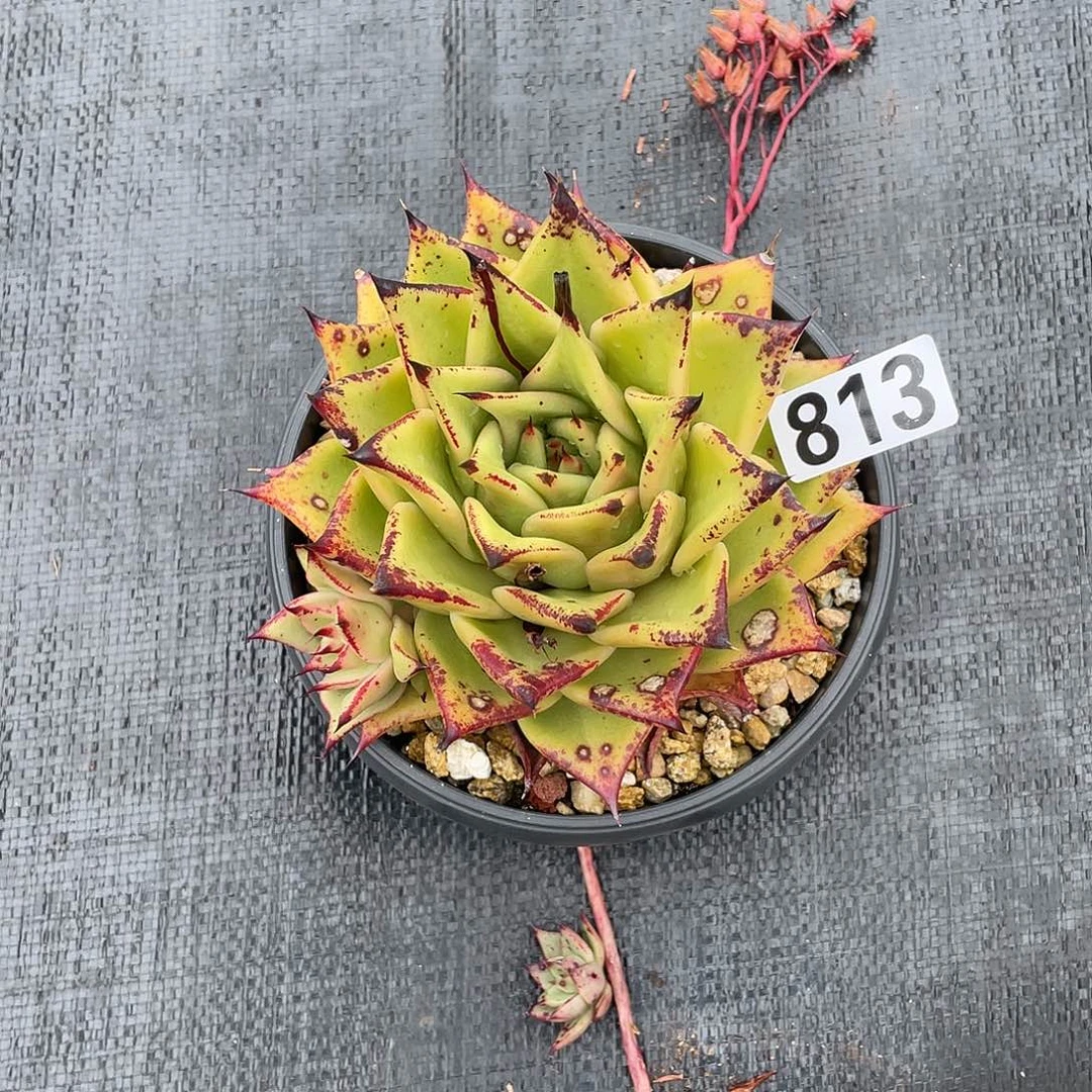 若如东云组拍813