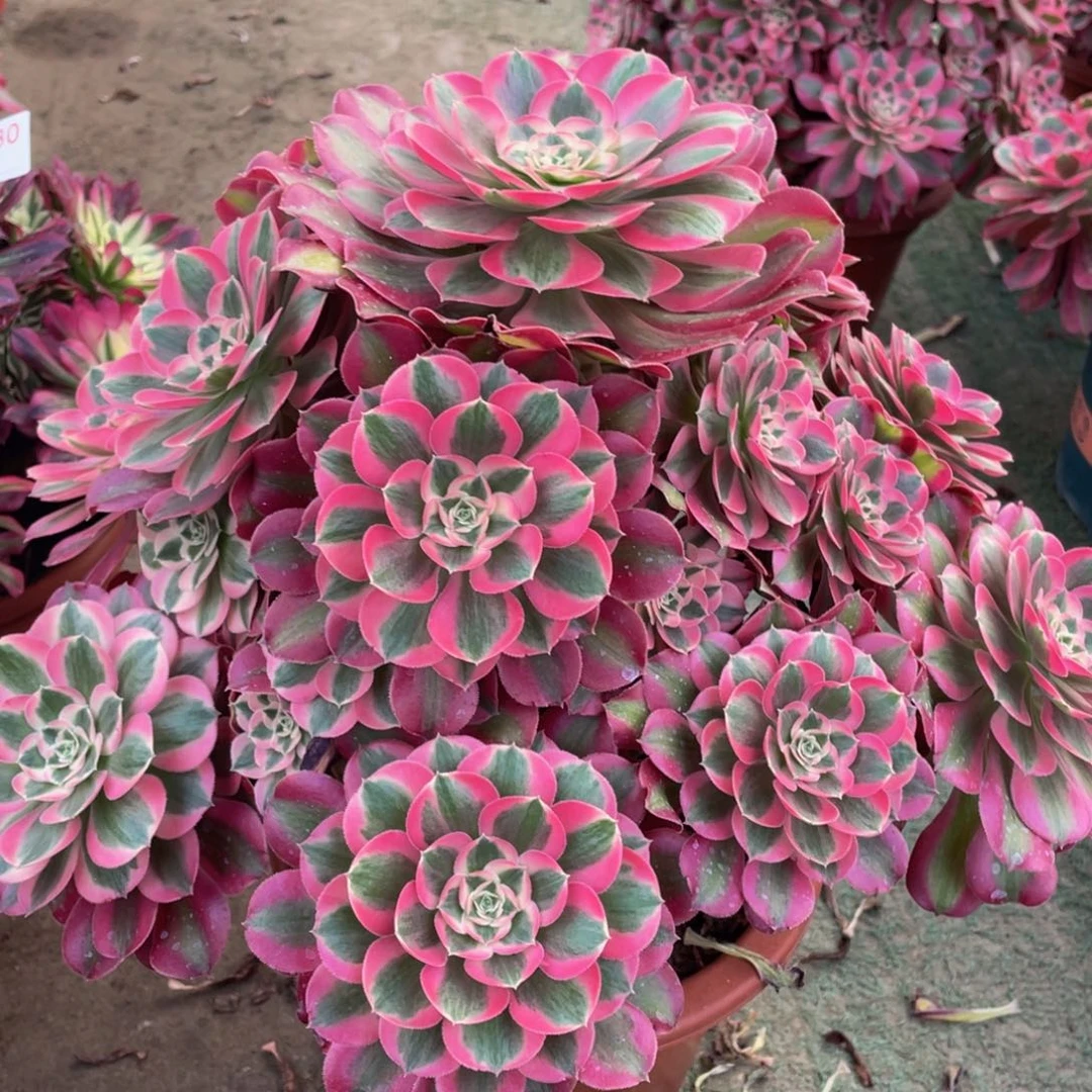 159七彩石精品法师多肉