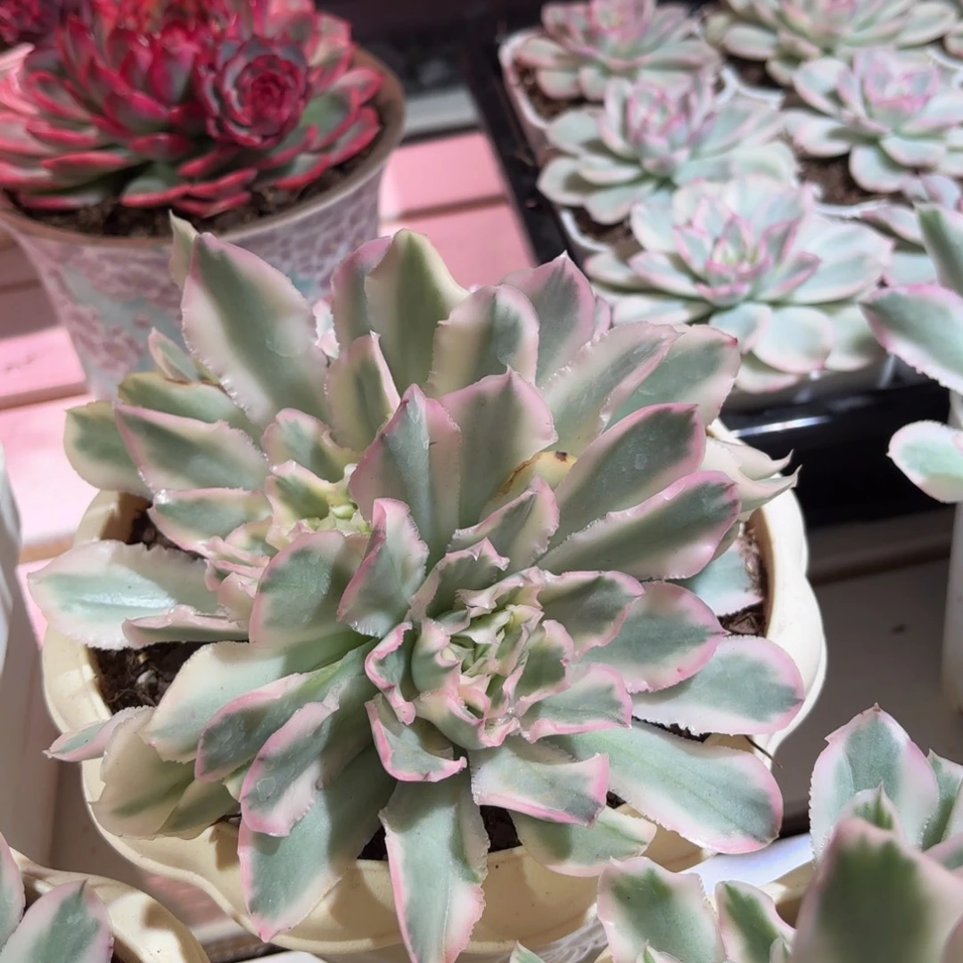 紫蝴蝶锦多肉植物