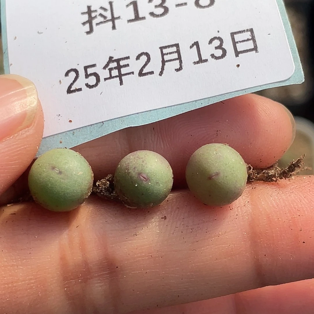 13-8肉锥v嘴多肉植物