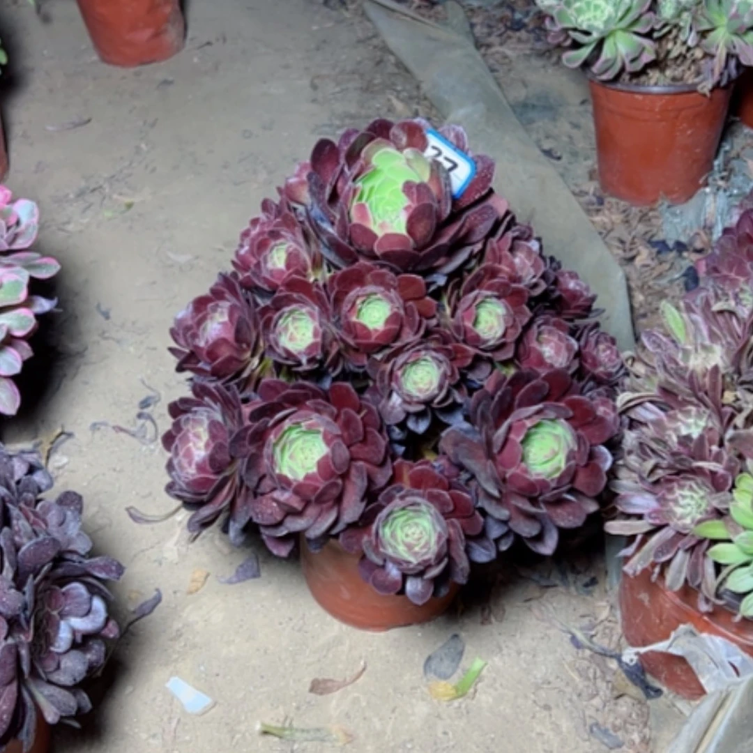 【闪购商品】多肉植物黑魔27