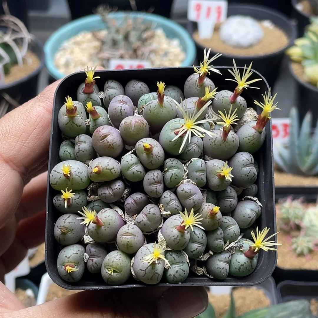 实生猴脸莹光玉 带盆土包邮