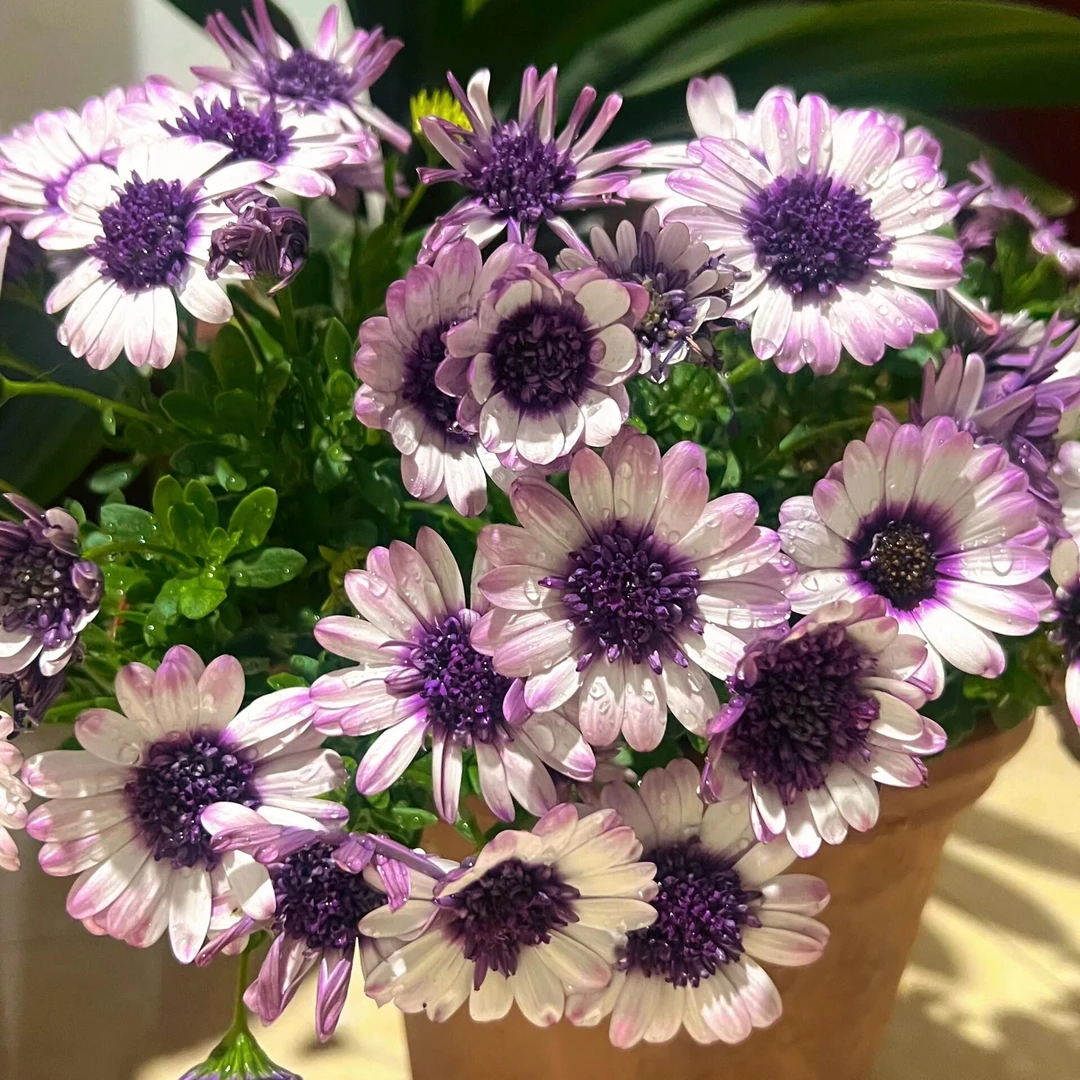 走心小花匠蓝莓冰摇盆栽蓝目菊花花期长好养地栽庭院耐热植物