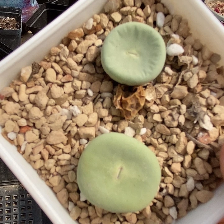 5575小红嘴dows一组两颗