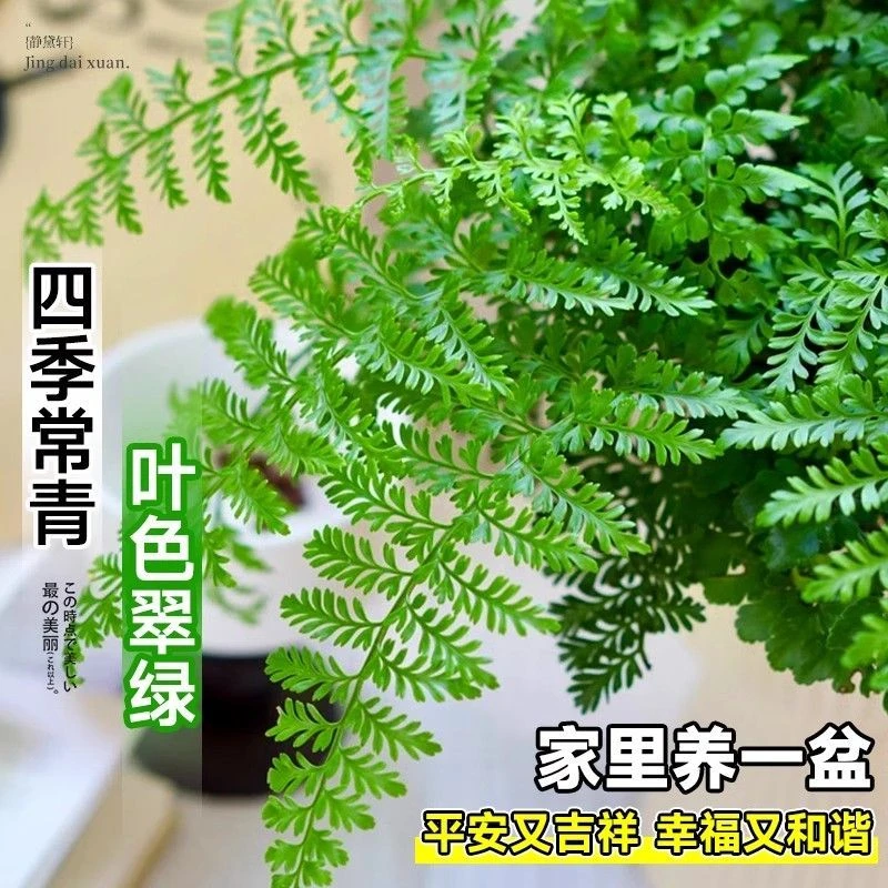 吉姆蕨盆栽室内好养耐阴四季常青净化空气平安蕨观叶绿植