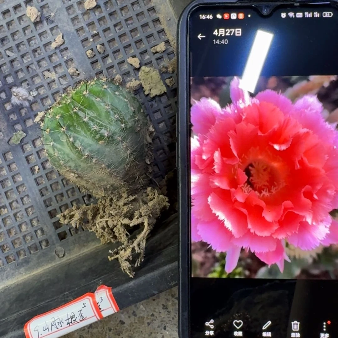 21彩草山脉根5公分左右脱土发货，20包邮