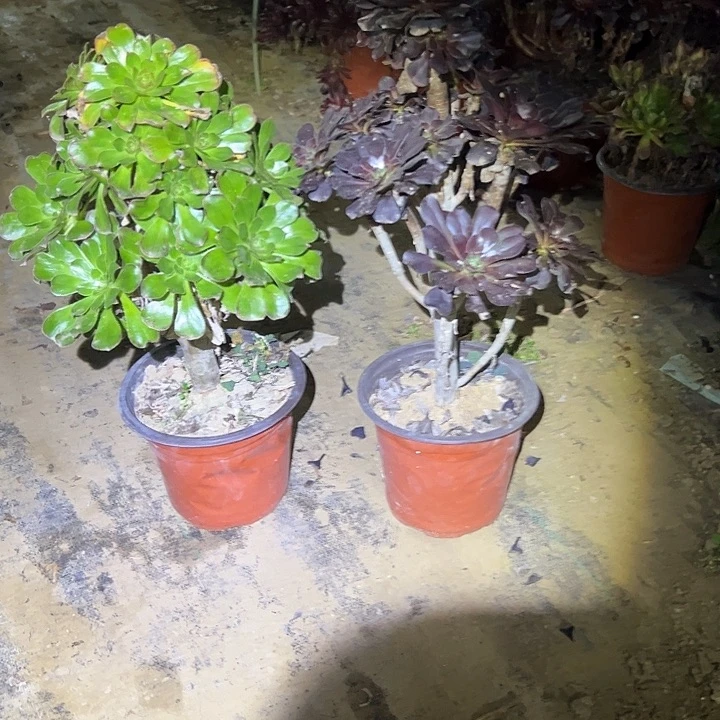 ε****多肉法师植物链接65