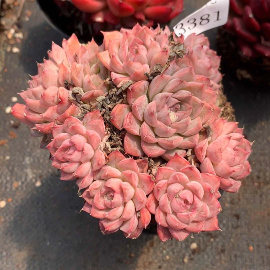 3381杂交精品基地12厘米