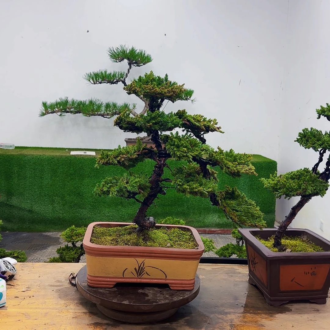 梦*吸盆景盆景盆景盆景