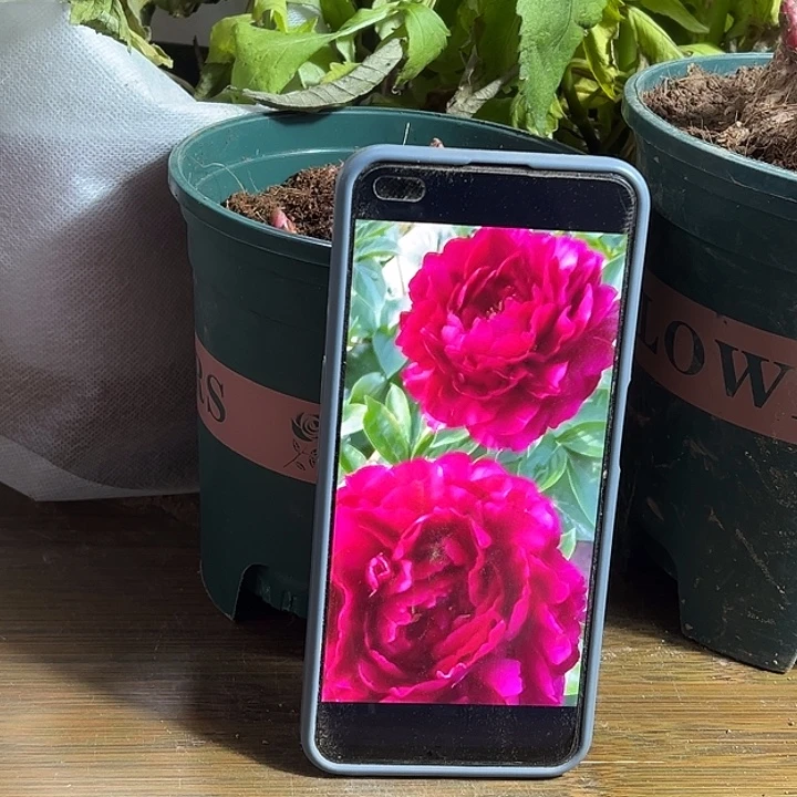 佛***.完全开放老忠诚111