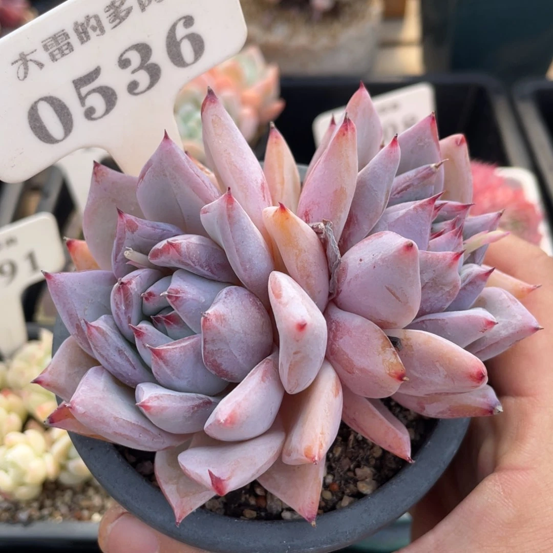 0356卡不带盆9厘米