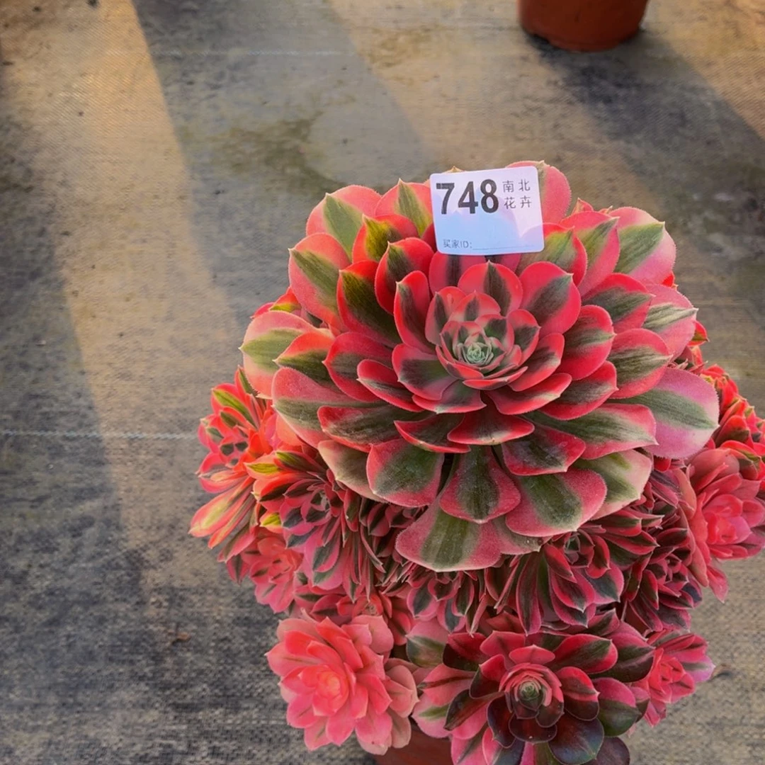 多肉女巫00000748