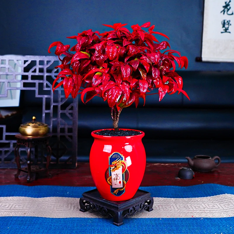 【越冷越红】红宝石南天竹造型盆景室内盆栽绿植客厅茶桌办公室好养