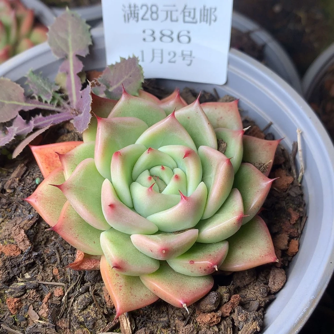 【闪购商品】云386号