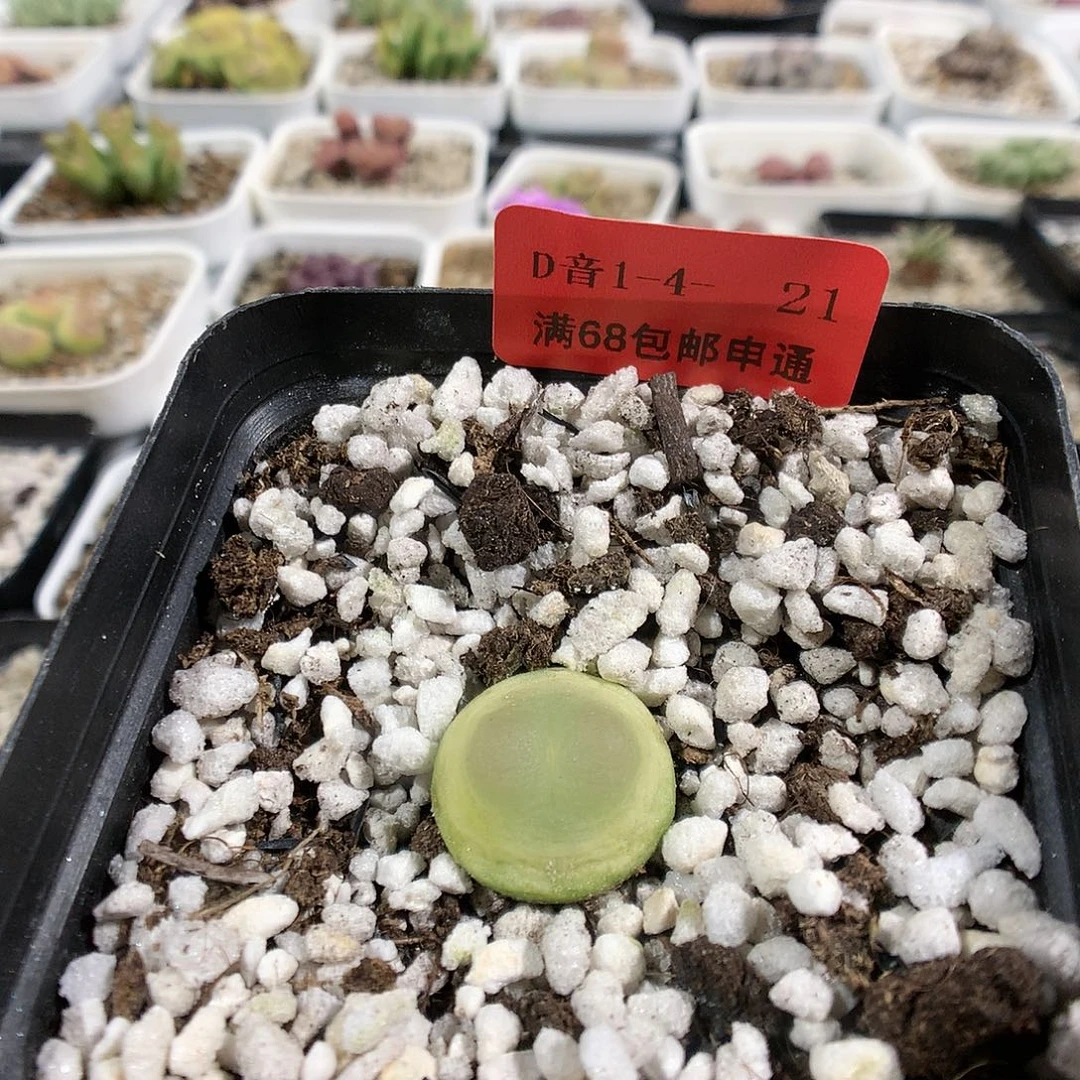 1-4-21      拉登1颗