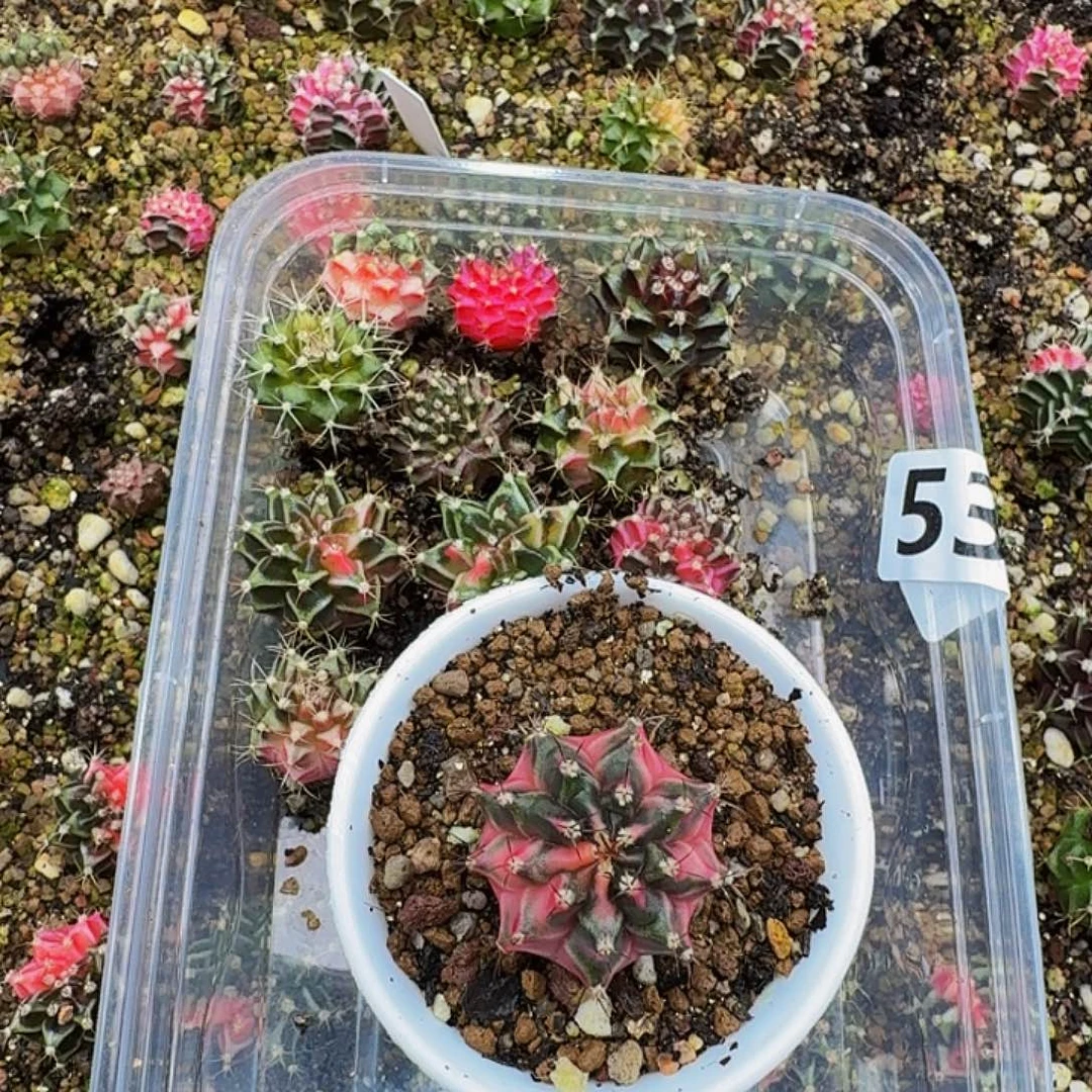 仕***酒当前无花朵，栽培后可花朵