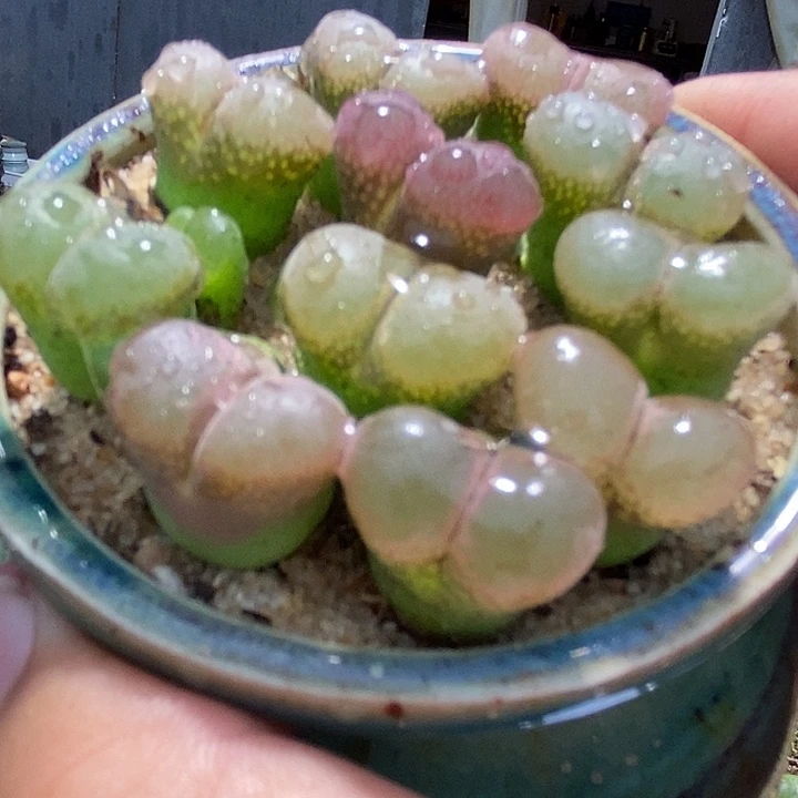 粉红少女风铃一颗