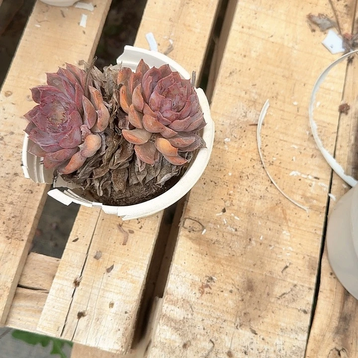 T暗冰老桩福利出好养