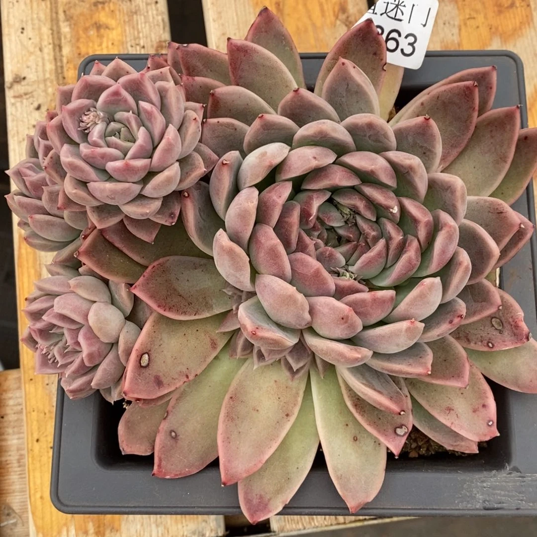 陌**开杂交精品多肉4363