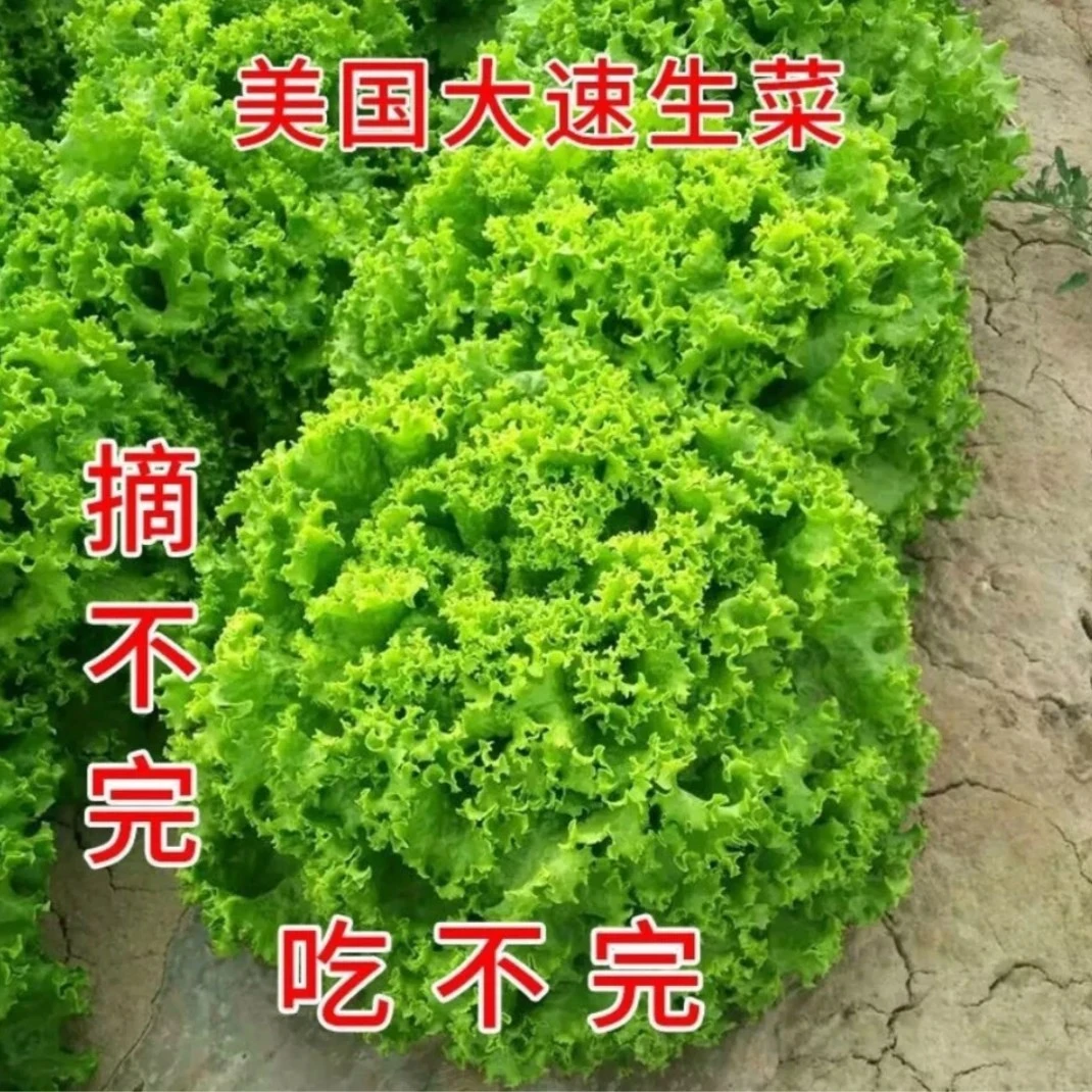 美国大速生菜种子四季播种生菜易种植可盆栽阳台田园生吃蔬菜种子
