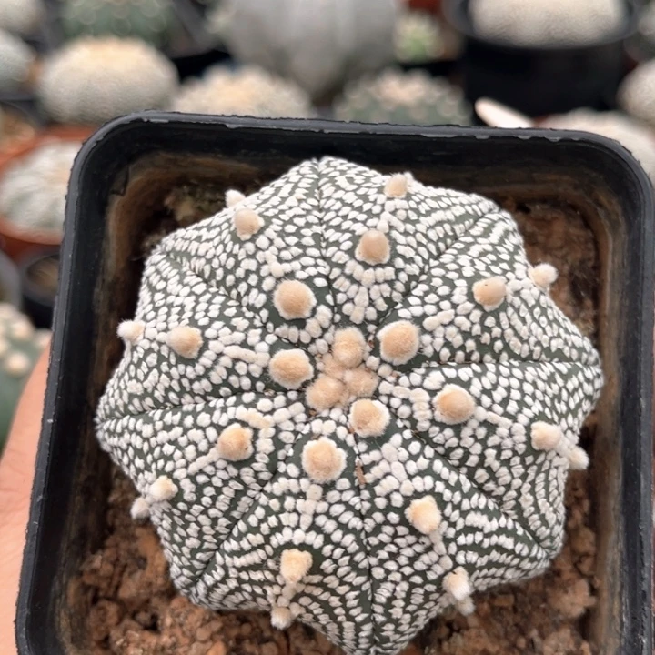 6.5 CM奇迹一物一拍