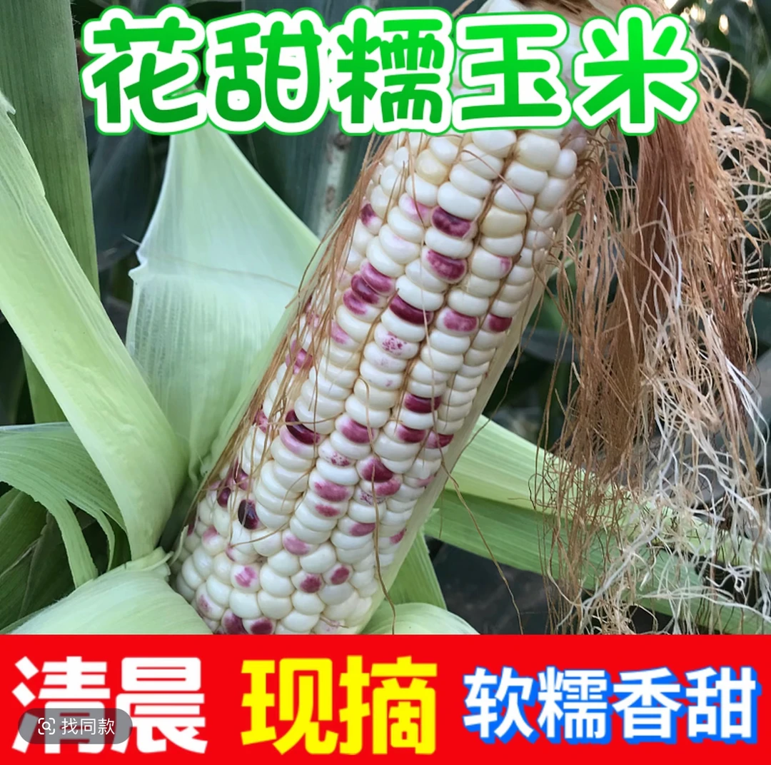 黑龙江新鲜现摘花糯玉米 彩甜糯10号 甜糯可口代餐佳品