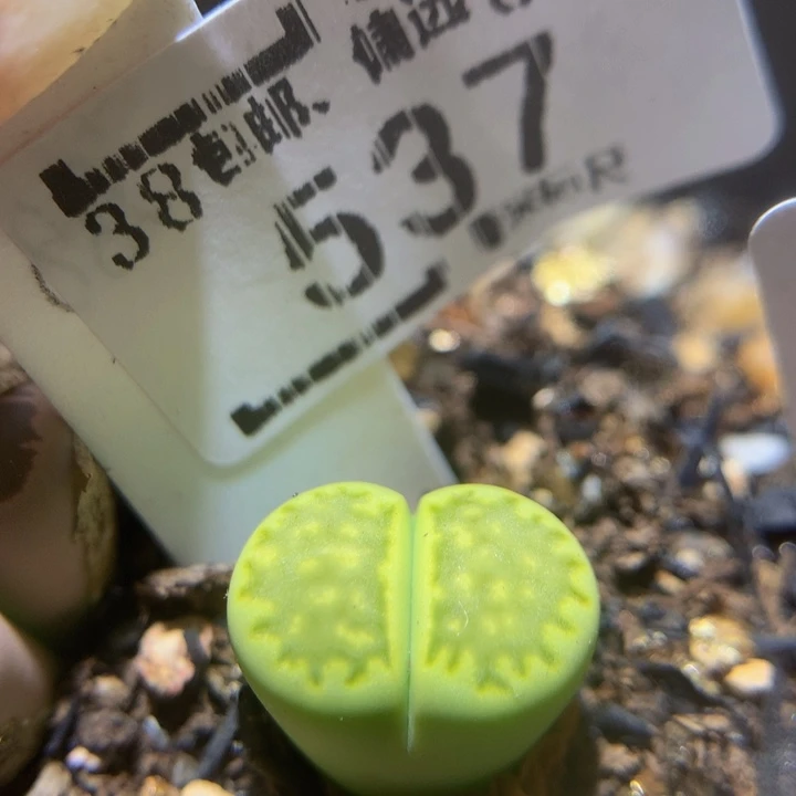 Sss精品生石花手537