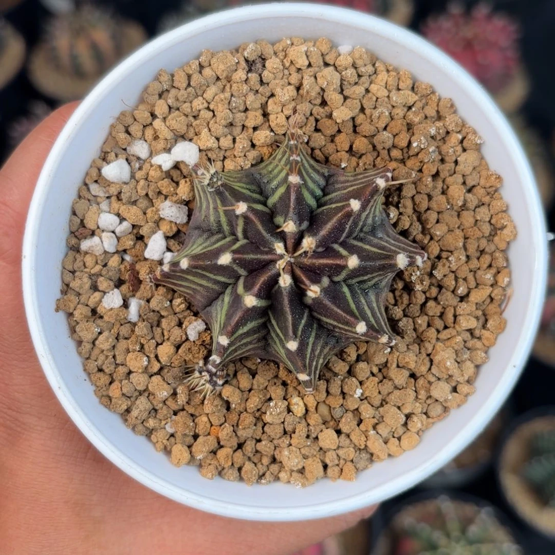 泰系米哈黑骑士母本1280