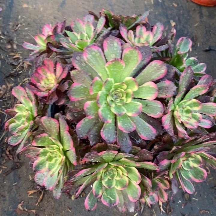 黑金刚19多肉植物法师法师