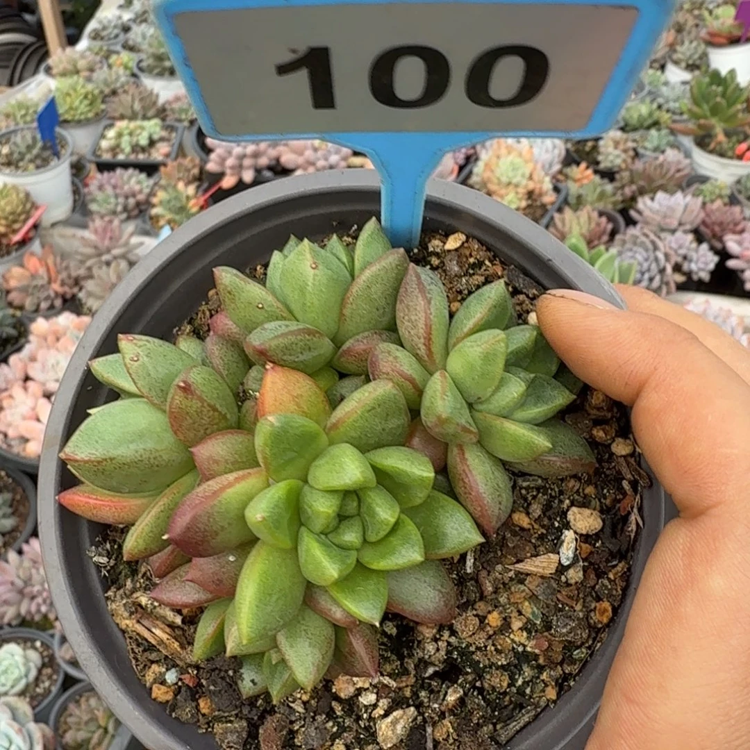 多肉植物狼牙sp100