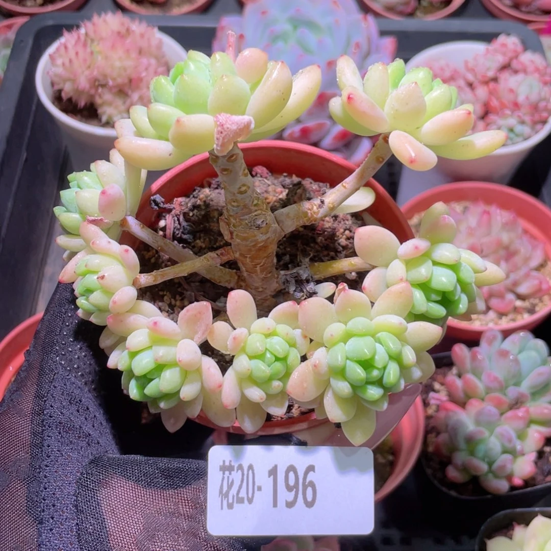 花利美20-196凝脂莲