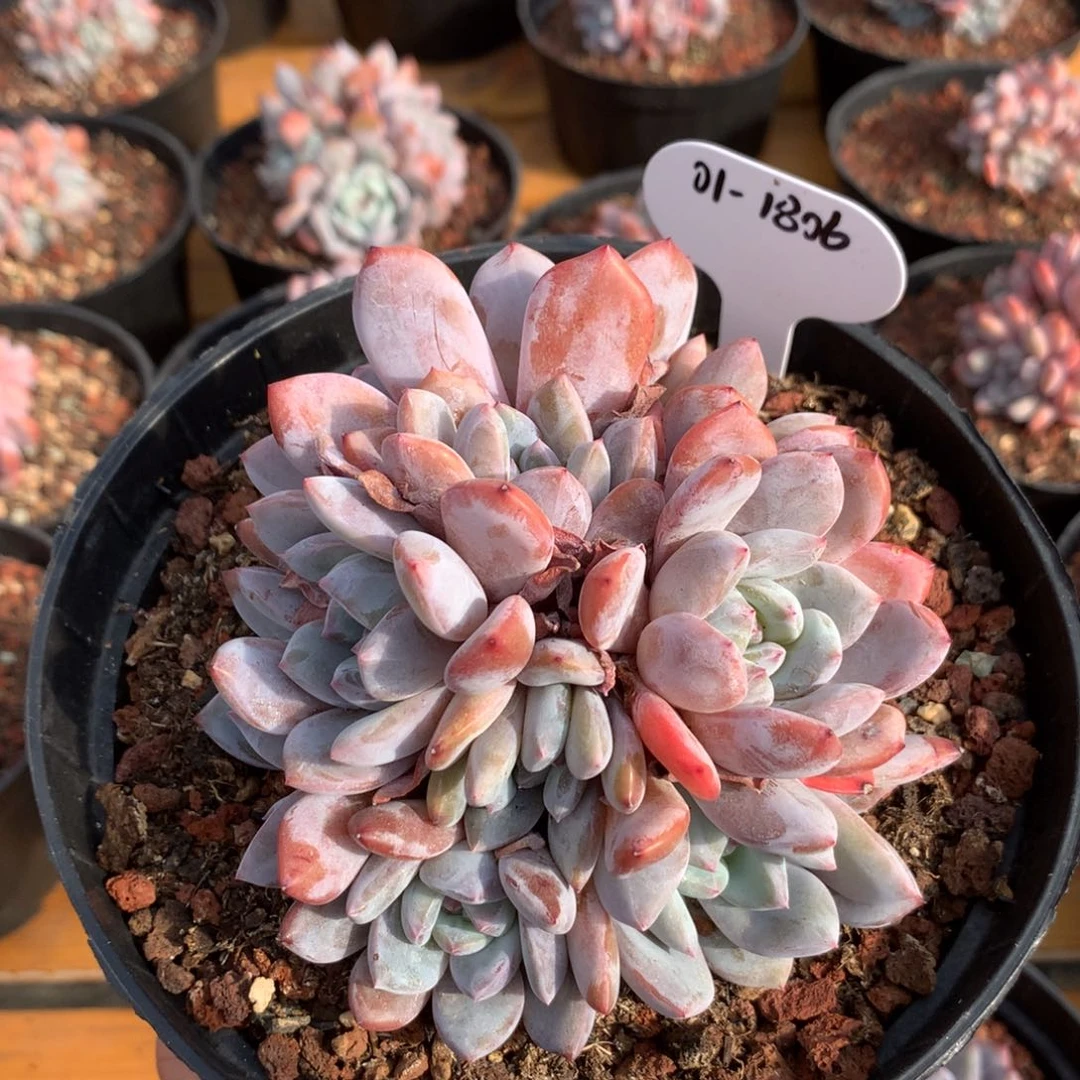 011806  S108橙梦露 10头群生 新年特惠