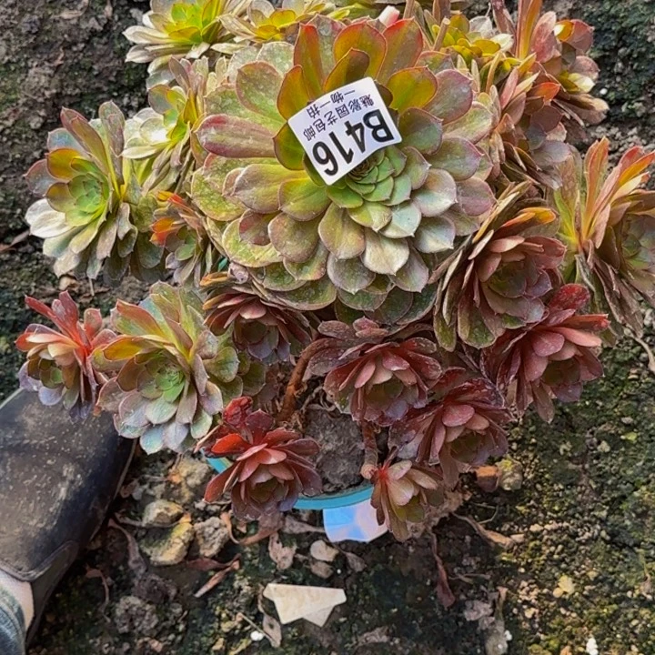 万七彩花25-31包邮花花