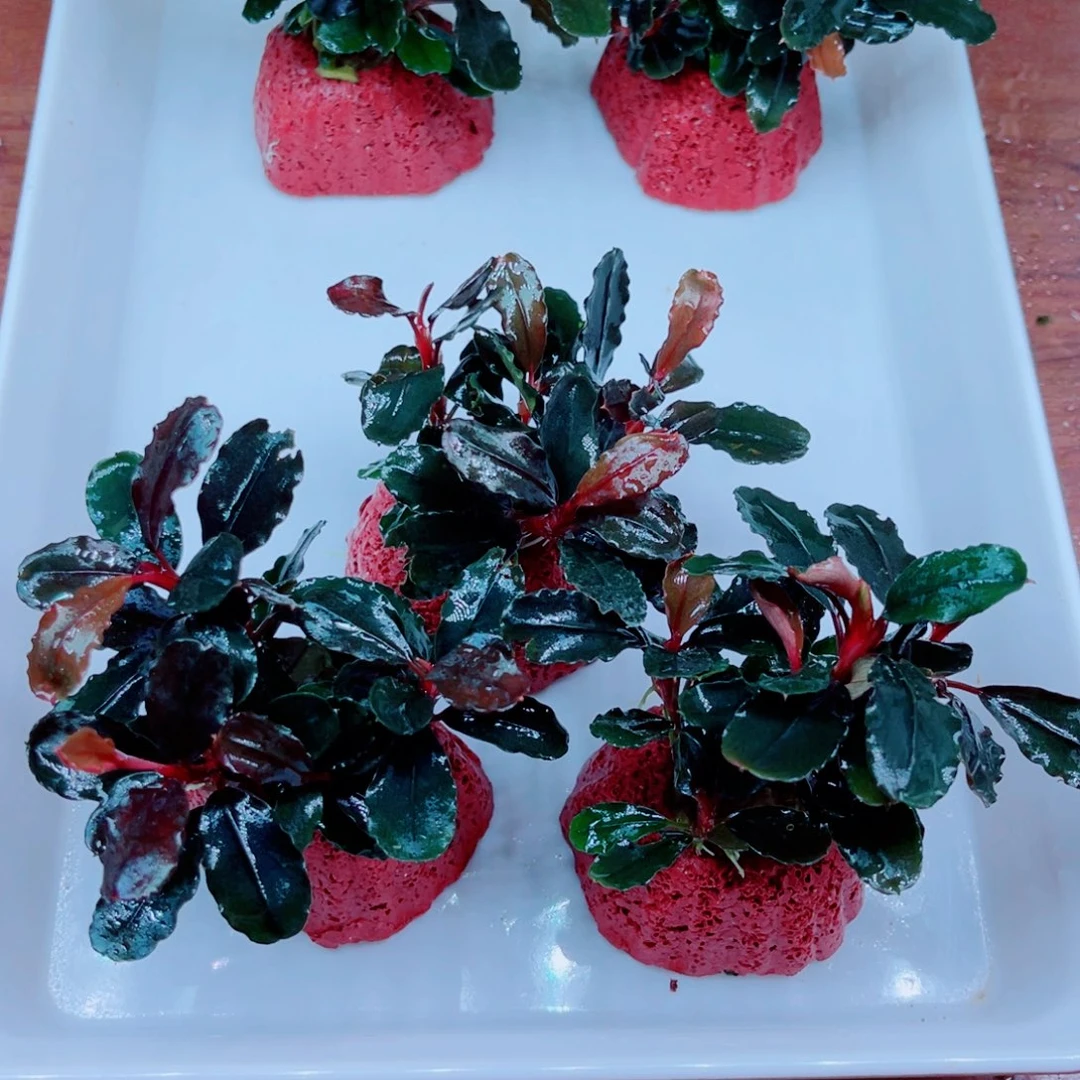 黑精灵辣椒榕特价