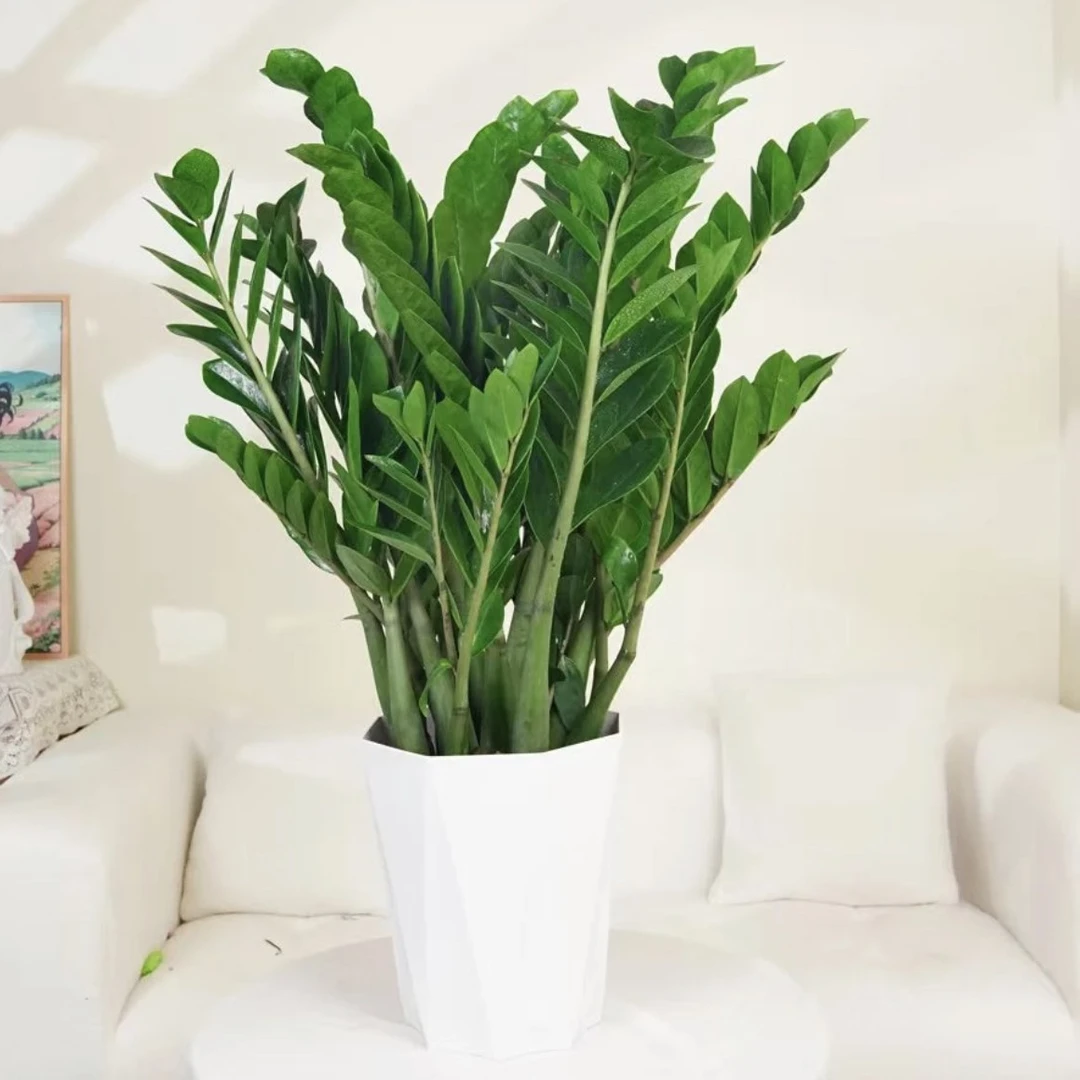 大型金钱树懒人土培绿植盆栽好养基地直发净化空气