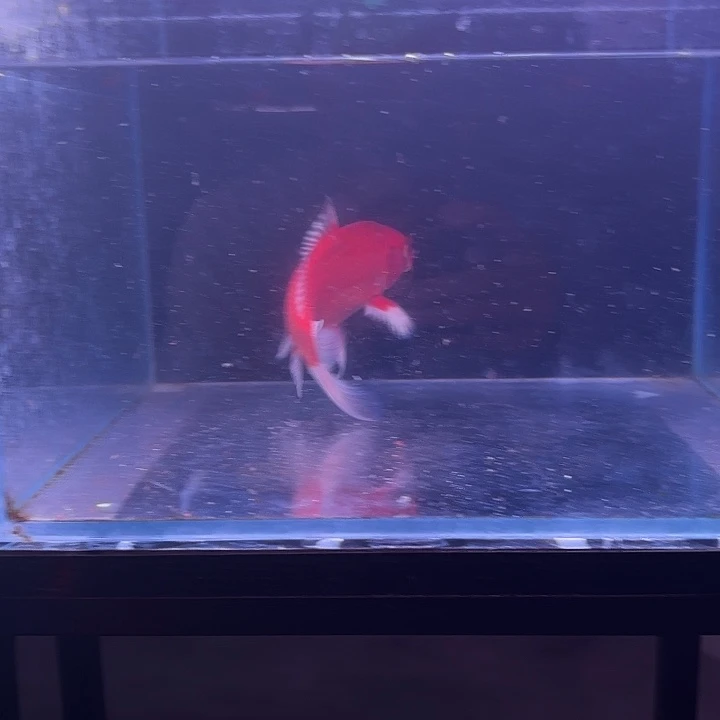 蝴蝶鲤鱼32号蝴蝶鲤