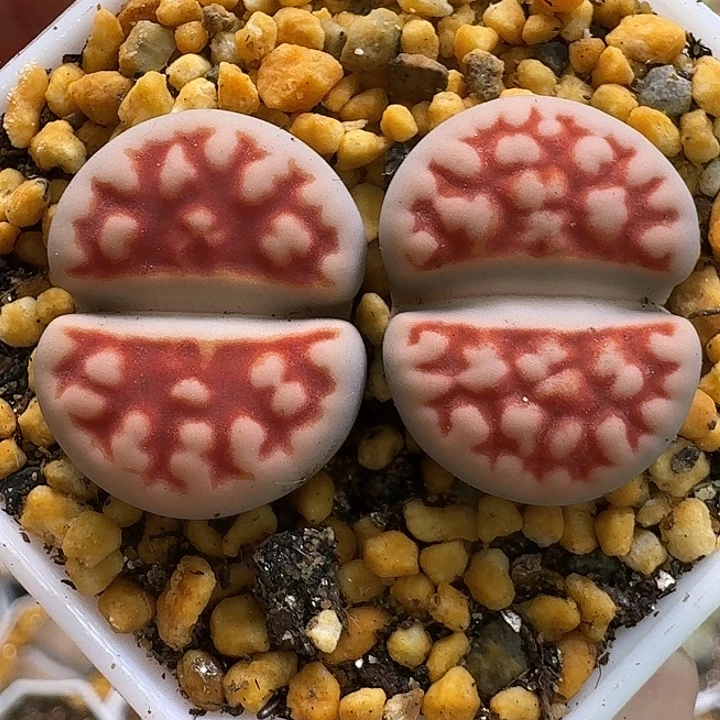 生石花111111。   293