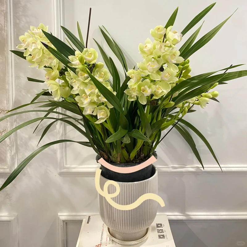 【年宵花基地直发】香水香兰浓香带花苞发货室内外绿植盆栽好养易活