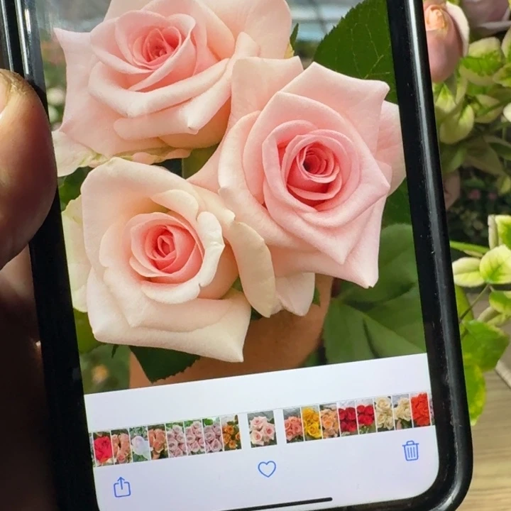 无花朵佳人根接小苗