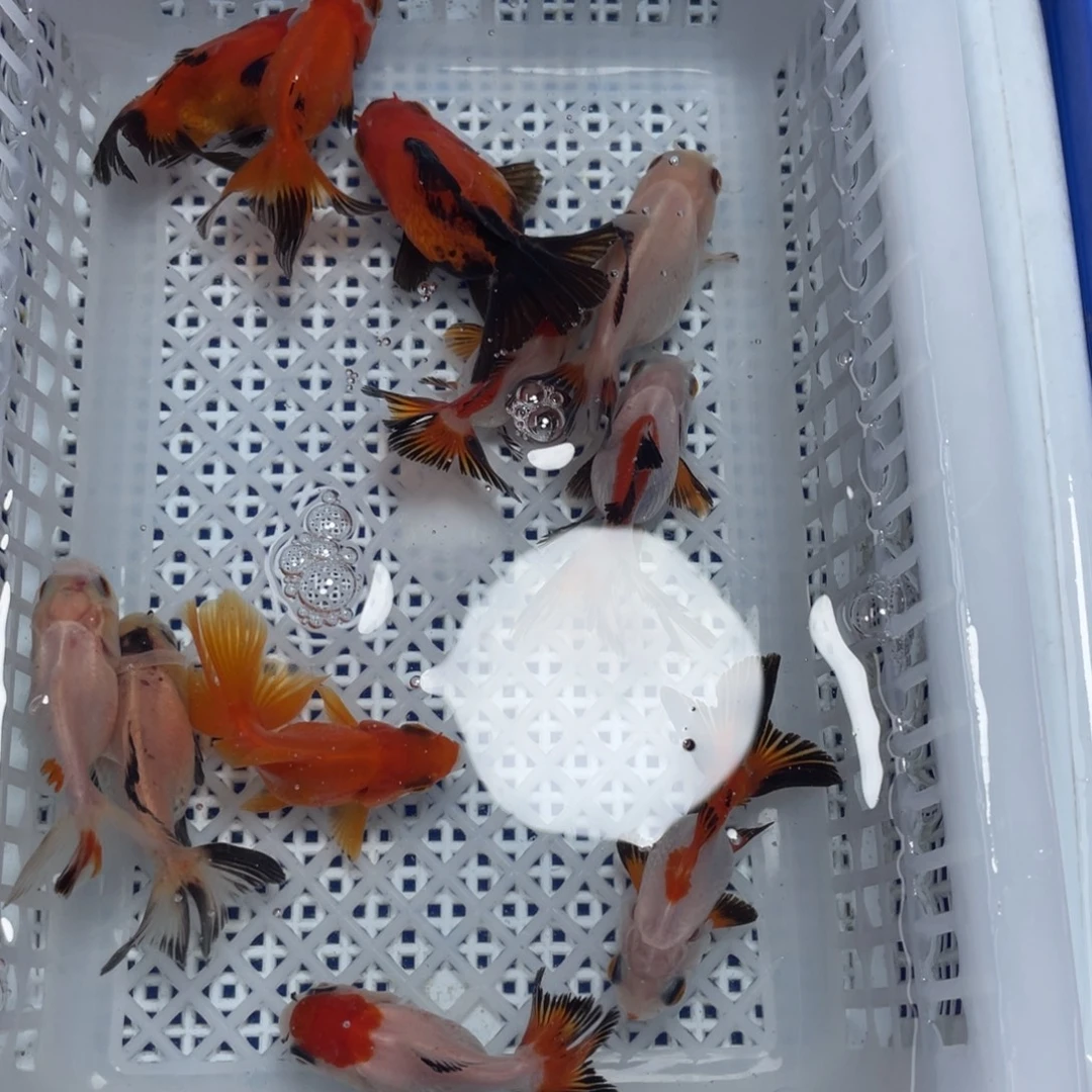 海水鱼花泰狮金鱼9号
