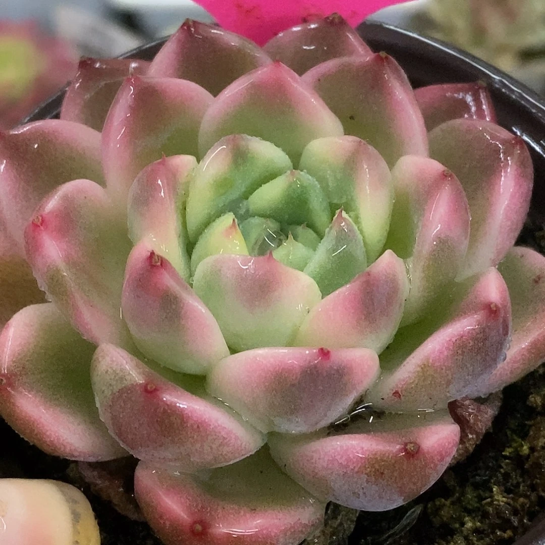 678东云杂哈哈哈哈哈