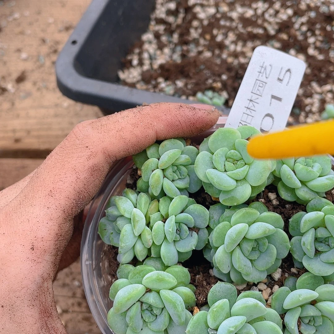 多肉植物多肉植物15